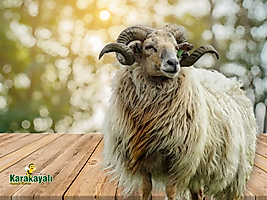 Adaklık Kurbanlık Koç & Kuzu